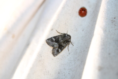 Lacinipolia olivacea