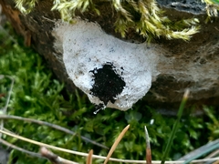Fuligo septica candida