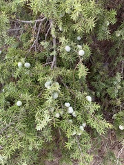 Juniperus macrocarpa