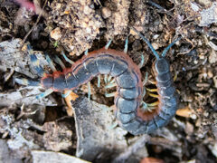 Scolopendra laeta
