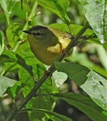 Myiothlypis bivittata