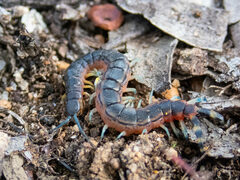 Scolopendra laeta