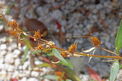 Penstemon platyphyllus