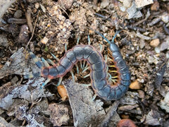 Scolopendra laeta