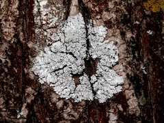 Physconia distorta