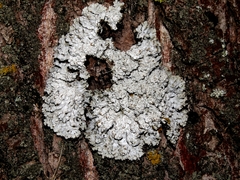 Physconia distorta