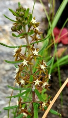 Aspidoglossum heterophyllum