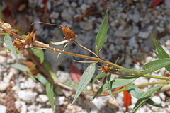 Penstemon platyphyllus