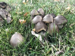 Coprinopsis atramentaria