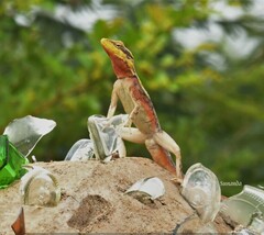 Psammophilus dorsalis