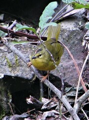 Myiothlypis bivittata