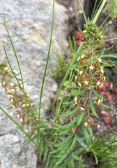 Aspidoglossum heterophyllum