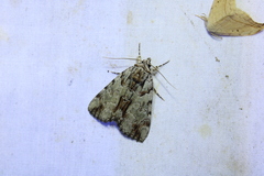 Catocala praeclara