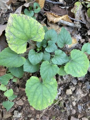 Viola reichenbachiana