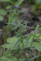 Dracocephalum ruyschiana