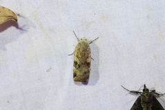 Cryptocala acadiensis