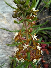 Aspidoglossum heterophyllum