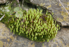 Ptychostomum capillare