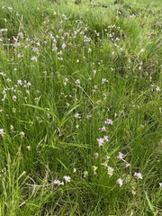 Tulbaghia coddii image