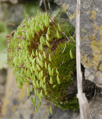 Ptychostomum capillare