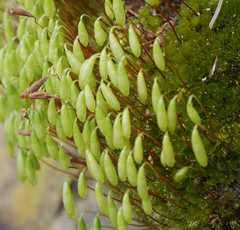 Ptychostomum capillare