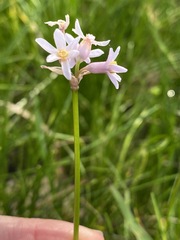 Tulbaghia coddii image