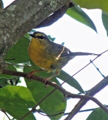 Myiothlypis bivittata