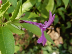 Pseuderanthemum laxiflorum
