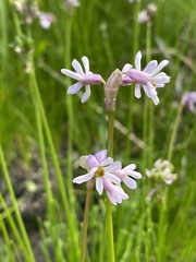 Tulbaghia coddii image