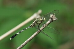 Orthetrum sabina