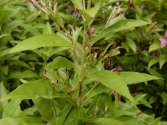 Pseuderanthemum laxiflorum