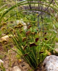 Schizaea pectinata