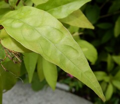 Pseuderanthemum laxiflorum