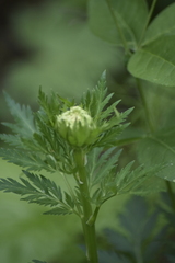 Pleurospermum uralense