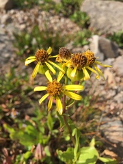 Senecio crassulus