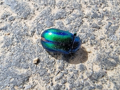 Chrysolina coerulans