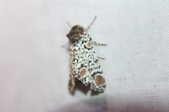 Harrisimemna trisignata