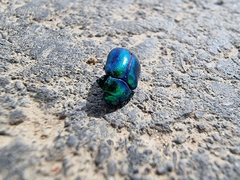 Chrysolina coerulans