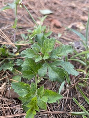 Bidens bipinnata