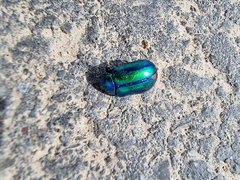 Chrysolina coerulans