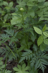 Pleurospermum uralense