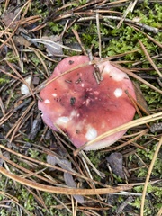 Russula