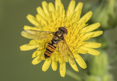 Episyrphus balteatus