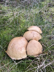 Suillus variegatus