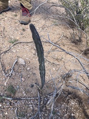 Peniocereus greggii