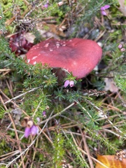Russula