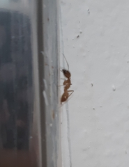 Camponotus festinatus