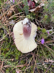 Russula