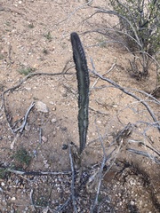 Peniocereus greggii