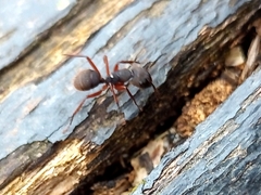 Camponotus rufipes